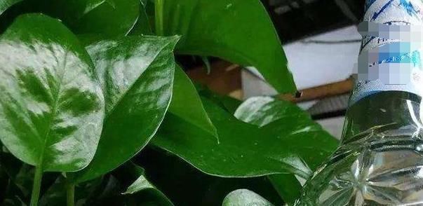 养花最厉害的营养液,原来是它,花用了叶片油亮猛长根