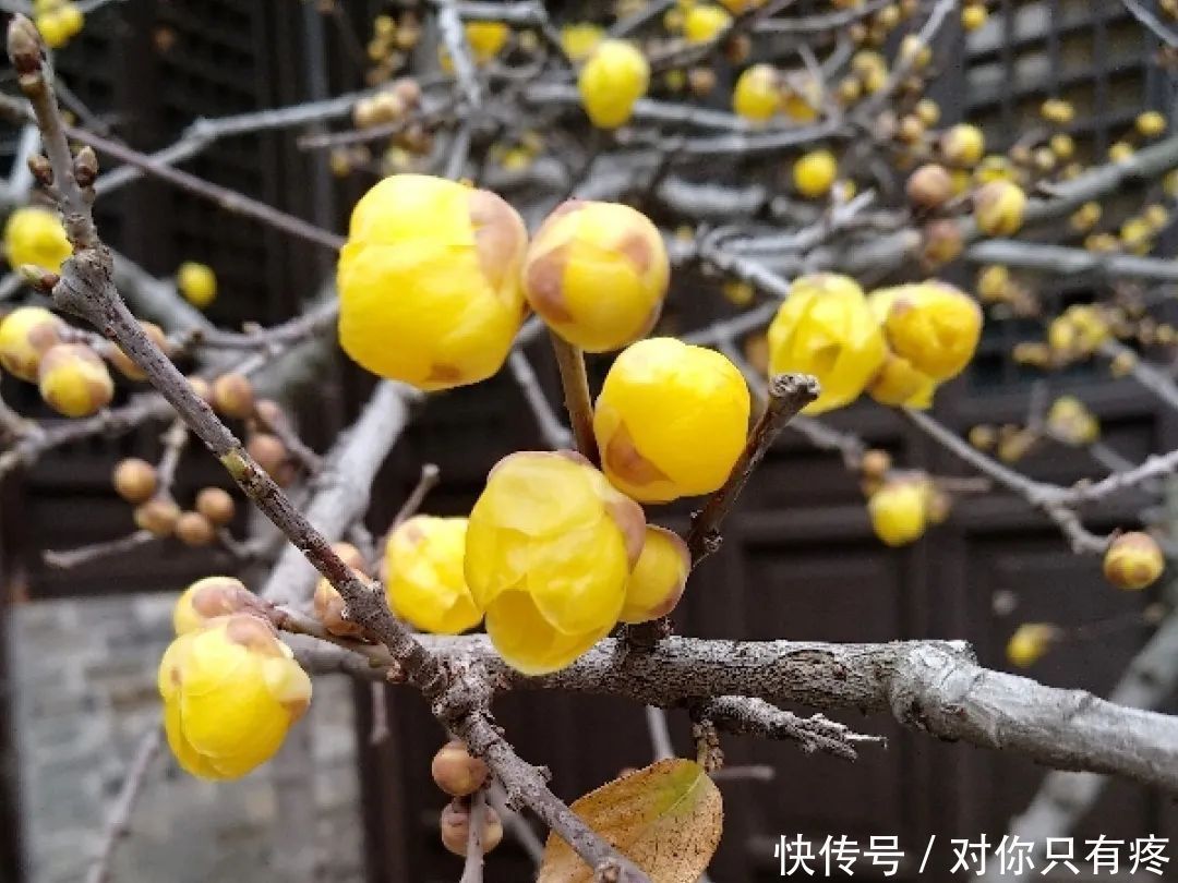 养花爱花2021赏花日历,看好这一篇,不会错过花期