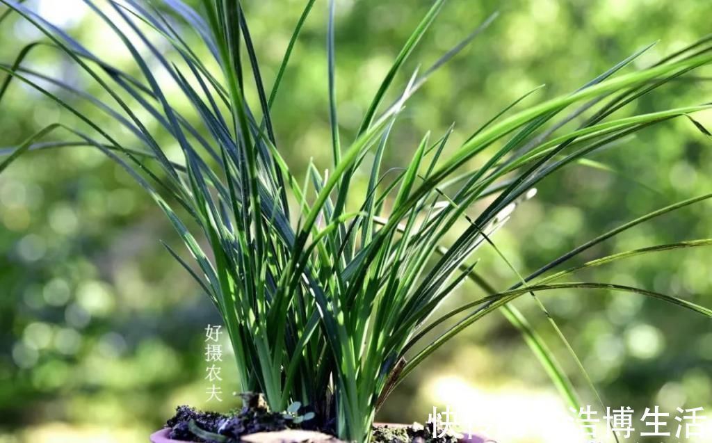 兰花怎么养到爆盆？三点诀窍，知道就很容易了