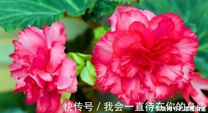 秋海棠|4种花养了就爆盆,好养易活开花漂亮,一养就上瘾