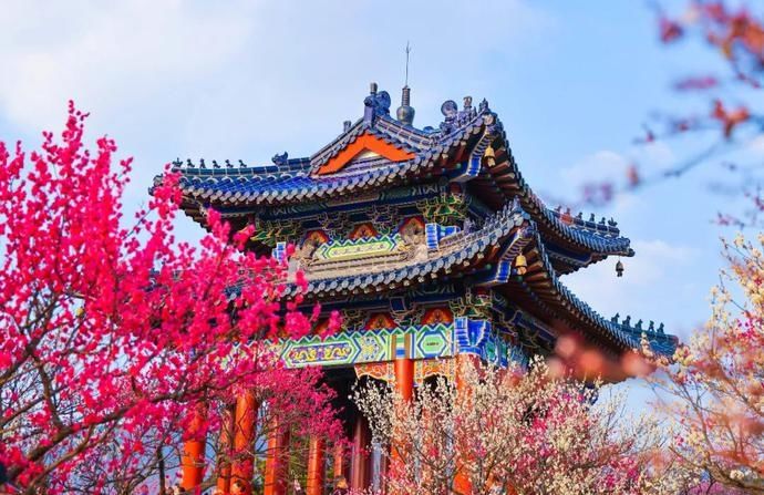 鸡鸣寺“消息树”开花啦！