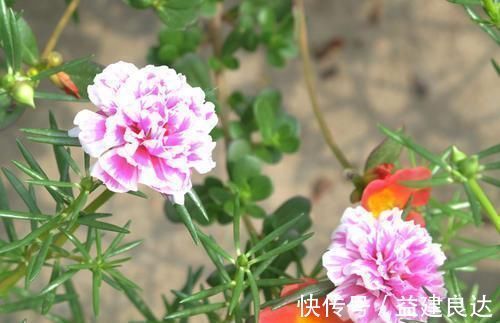 入秋扦插6种花，7天就生大白根，告别黑腐烂，花开量大