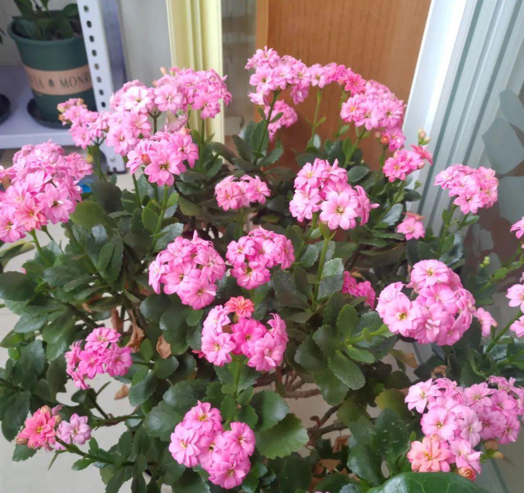 最小的盆,养最牛的花,还能开爆盆,真牛!