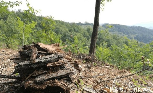 心木|种兰花的第一步是植料,材料选对了,养出好兰花并不太难
