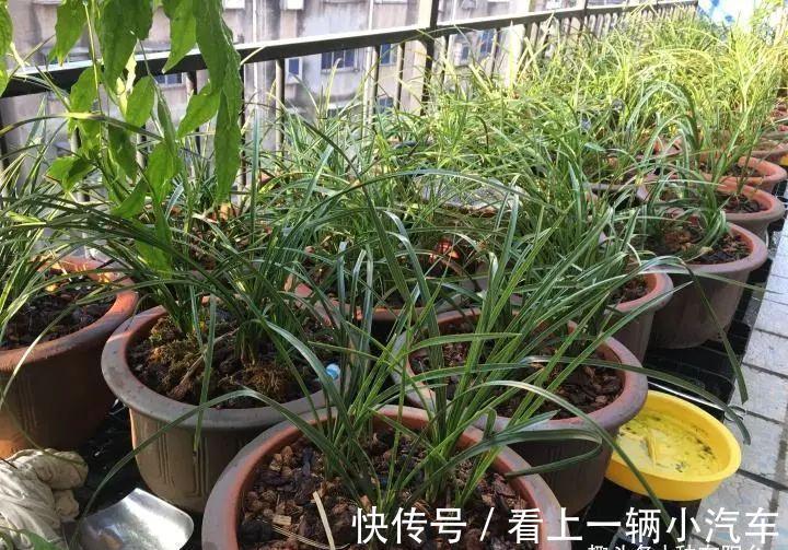 阳台养兰:光照强度影响着兰花的颜值与长势,还可调控花期哦!