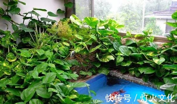 绿萝发黄养不好,一碰塑料瓶,根系蹭蹭长,叶子比巴掌还大!