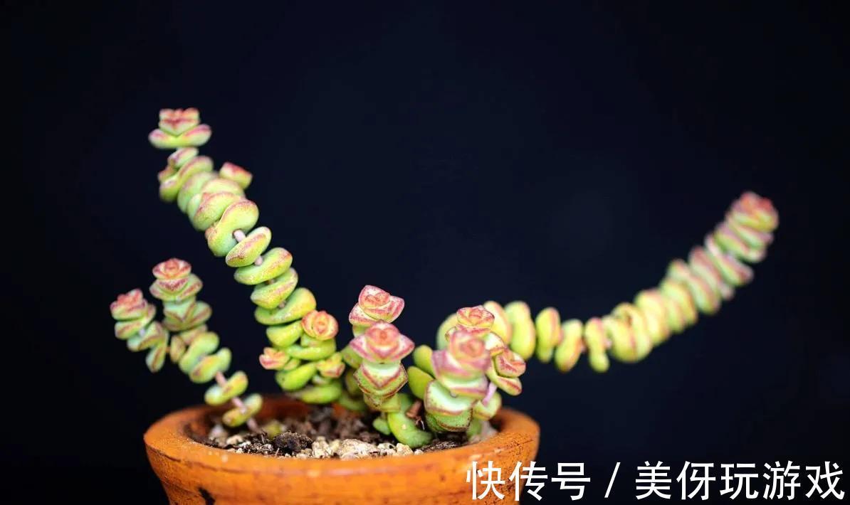 发现邻居大妈的多肉,那叫一个“美”,原来冬季不浇这“5种水”