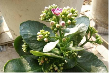 她家的长寿花,满头花苞,一茬接一茬,原来是浇了“这种水”!