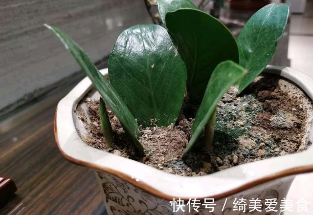 这5种花叶子落地便生根，趁现在抓紧繁殖，一个月长成小盆栽