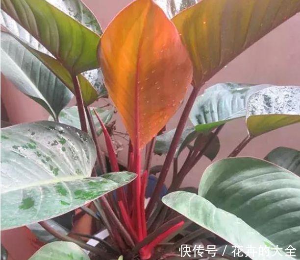 最有仙气的4种花,迷人的花朵,财运爆发,事业风生水起!