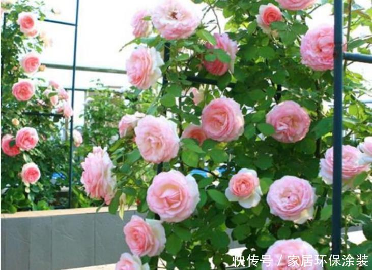 养花试试这几款,花开繁盛花香怡人,花朵粉嫩丰腴,绚丽夺目