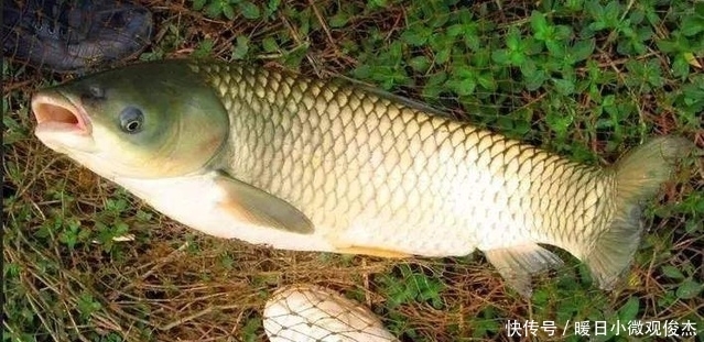 草鱼|夏季户外钓草鱼,早中晚各不同,把握习性才能连杆爆护