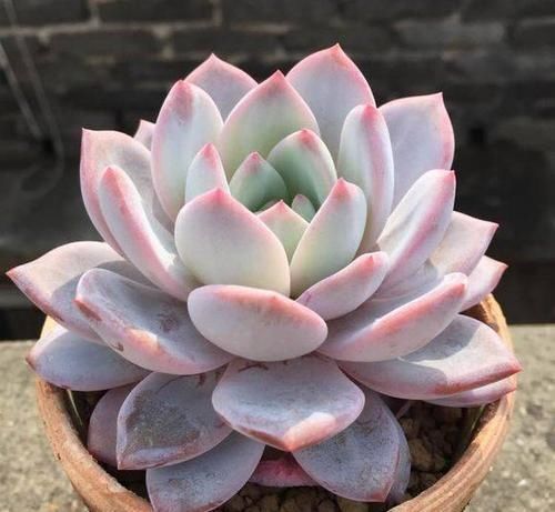 根系|养多肉,满足4个条件,上色快长满盆,人人见了都夸美