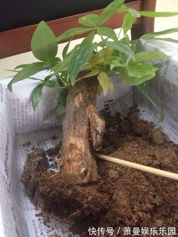 浇水|8种“漂亮花”,冬天要“虐着养”,越虐越健康,不然很难过冬