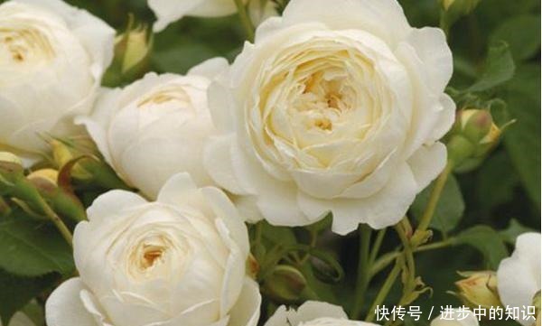 8款浓香月季推荐，种一棵满室飘香，喜欢快收藏