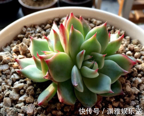 冬天|多肉吉娃莲如何养教你3个小妙招,养出鲜艳饱满有光泽的吉娃莲