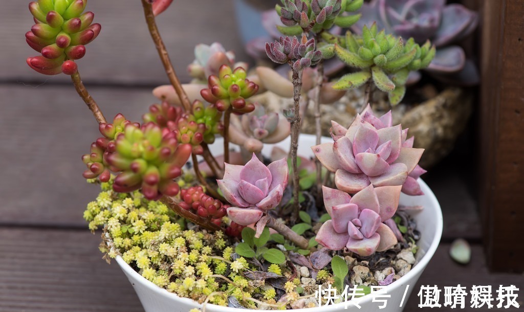 多肉|多肉多晒晒太阳,生长健壮,预防徒长不生病,养出一盆漂亮的多肉