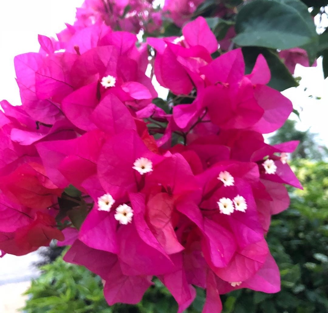 三角梅出现不开花,用1“小技巧”,开花多,天天有花赏!