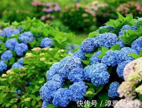 浇水|养菊花，不如养八仙花，以下3种养护妙招，鲜艳又好看！