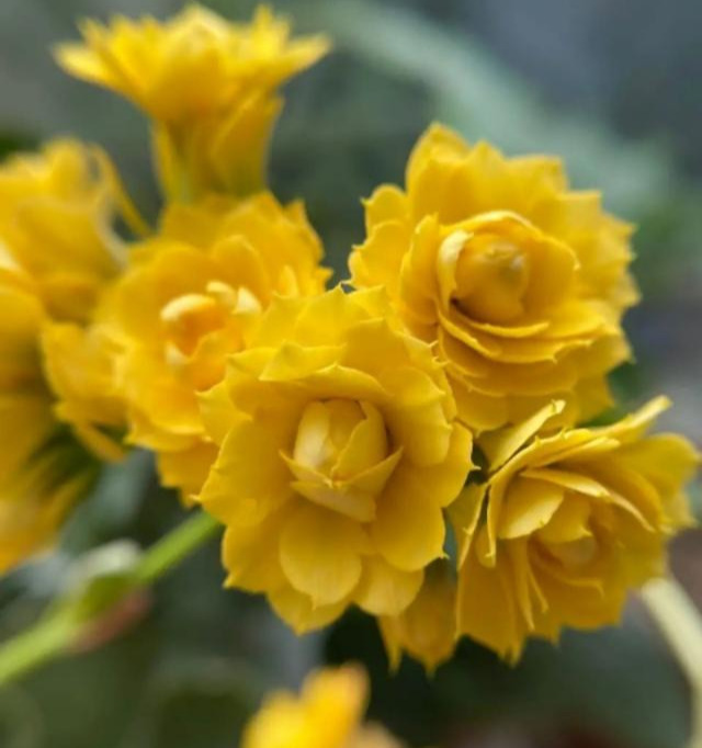 花色|75个长寿花品种，一个比一个美，一起来认识一下吧！