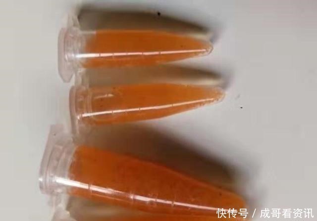 为什么迷你鹦鹉鱼成为公认的爆缸冠军,而其他观赏鱼就不行