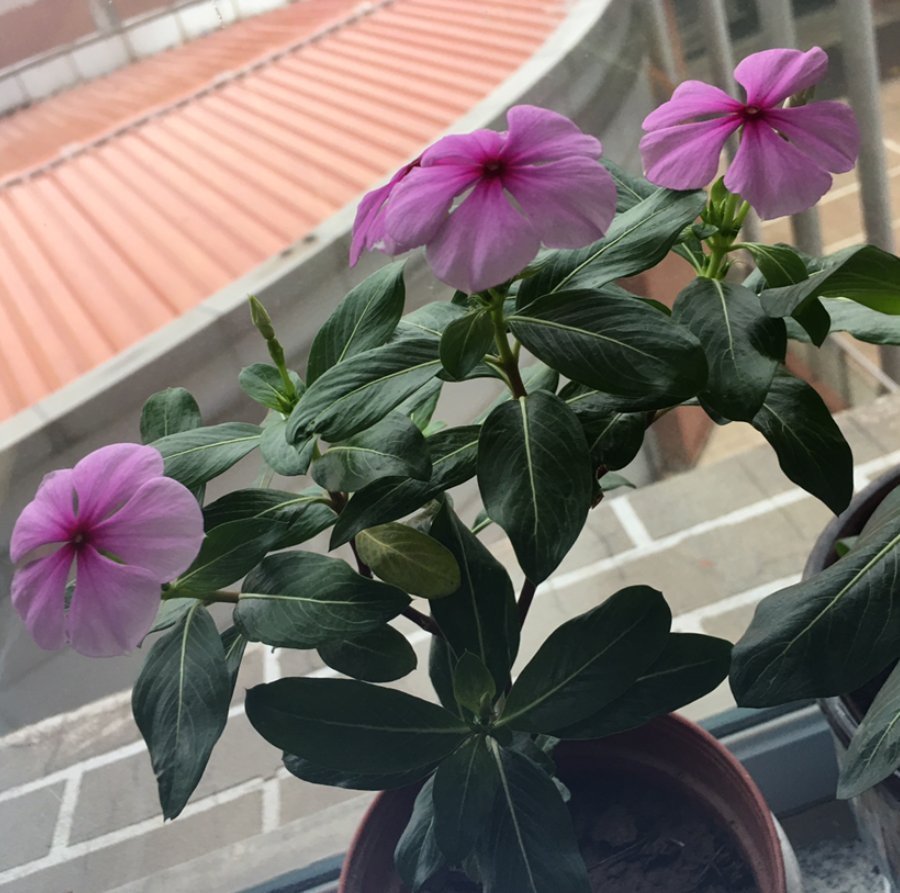 花友们|冬天浇水不注意，浇一次死一棵，好好的花都浇坏了