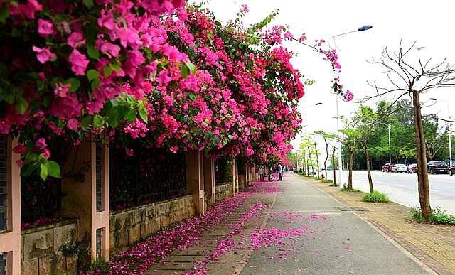 三角梅小苗,施肥选择好,让它根系变强大,枝繁叶茂,花开爆盆
