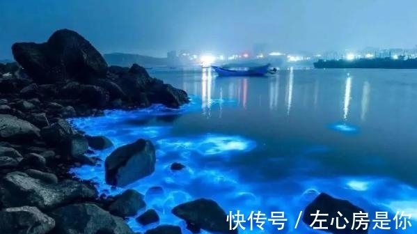 海萤|在蓝色梦幻荧光之海前求婚表白，成功率指定飙升！简直要被美哭了