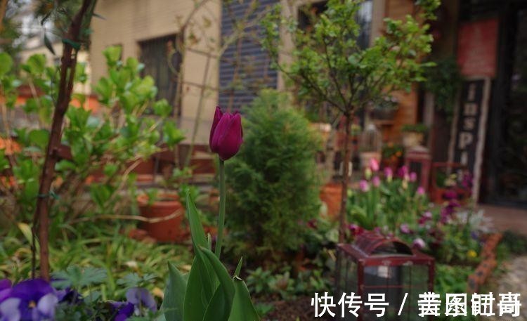 花园|荒废多年的80㎡小院,2年半时间打造成下沉式花园,太漂亮了!