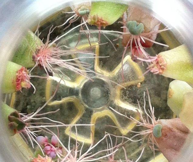 1个塑料瓶,居然有8种养花方法,省钱又好用!