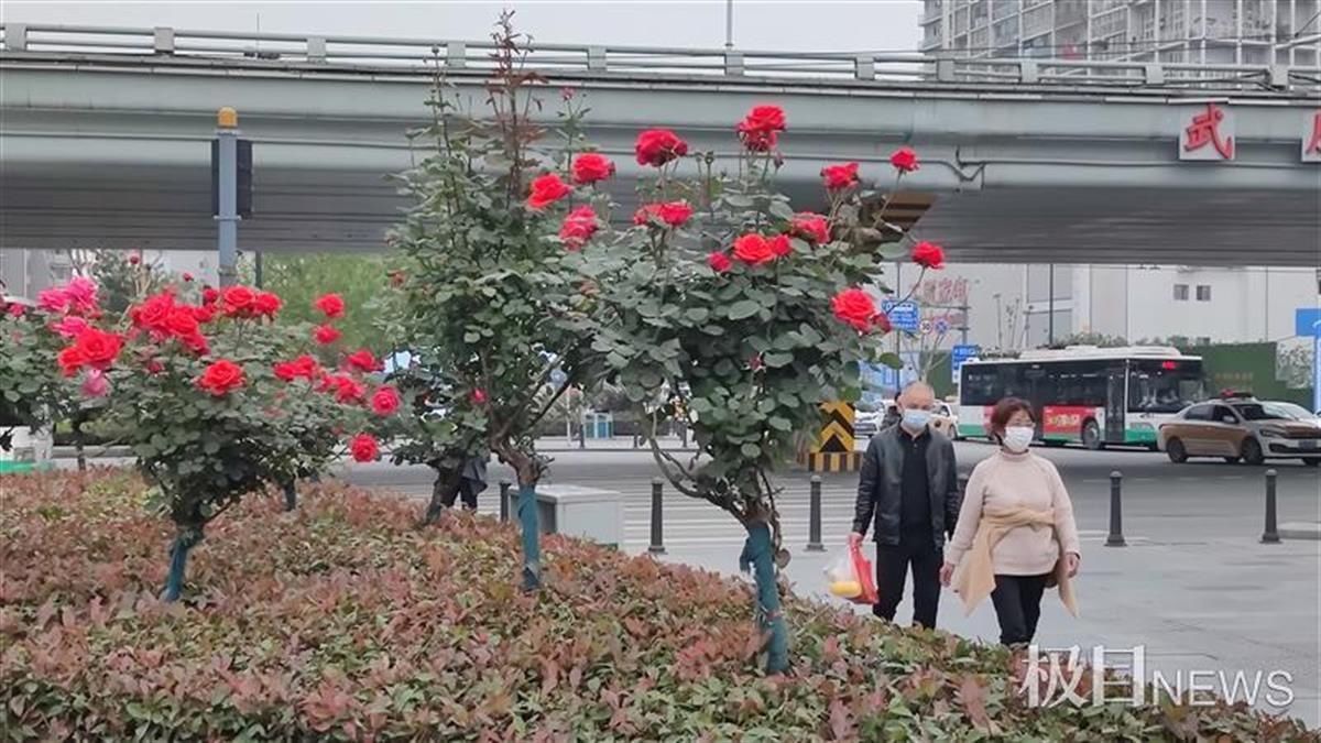 月季初开，江城步入浪漫档期！比往年早开5天，花开更繁盛