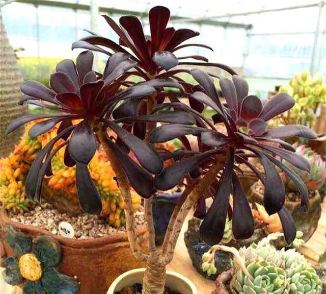 黑和尚擅长斩首技术,所以在这5点,侧芽长得很快一个是头发变长