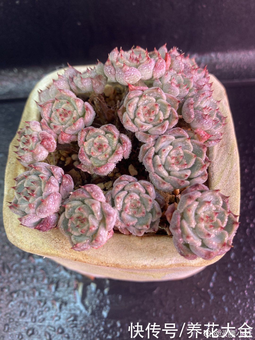 室内养多肉,也能养出水晶果冻色,任谁看到都说好