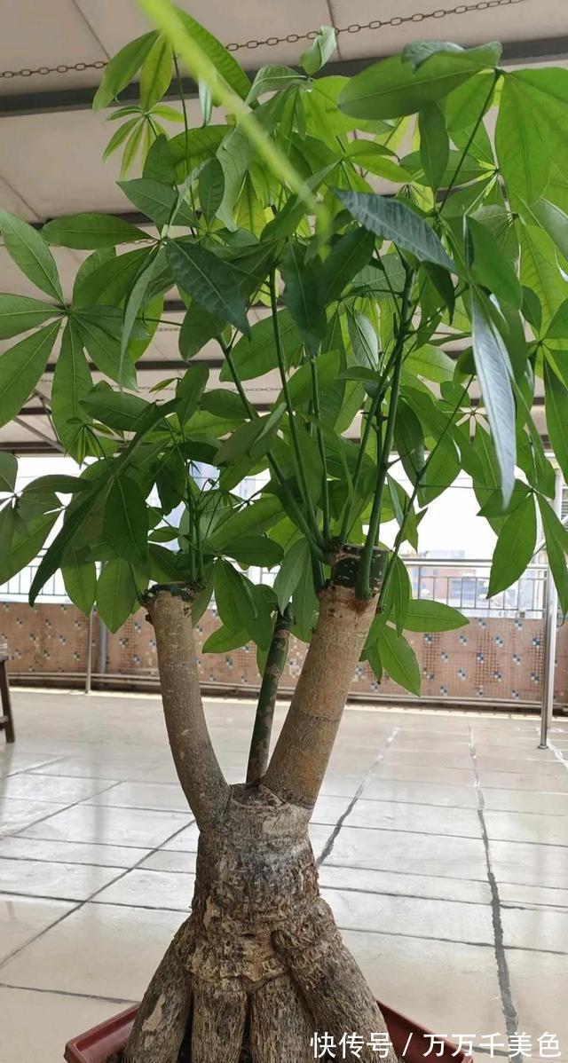 发财树|家里光线差，这三种花可以放心入手，养一盆爆一盆