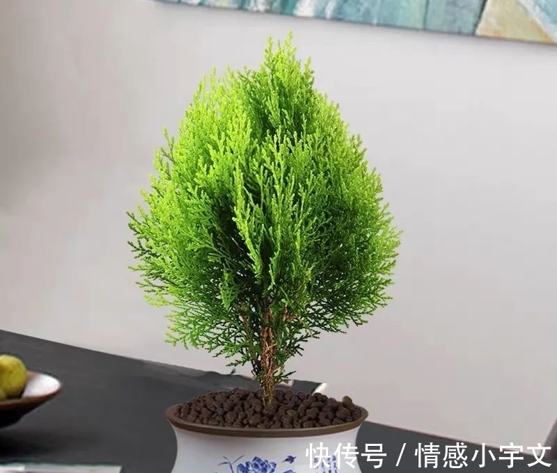 推荐八种镇宅辟邪的植物，家里养一盆，护宅守家保平安