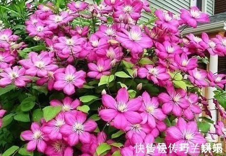 家里养了4种花，夏天也别忘了施肥，不然花香淡开花少