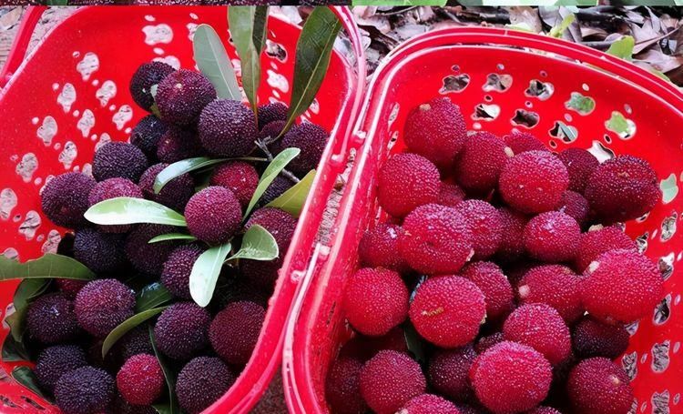  维生素C|对身体很好的3种食物，坚持每天吃一些，排毒养颜、改善肤色！