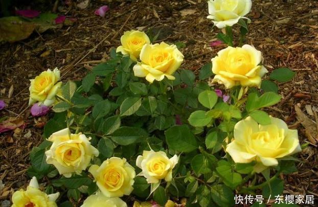 20款露台月季品种,超级丰花、适合露台、阳台盆栽,皮实好养