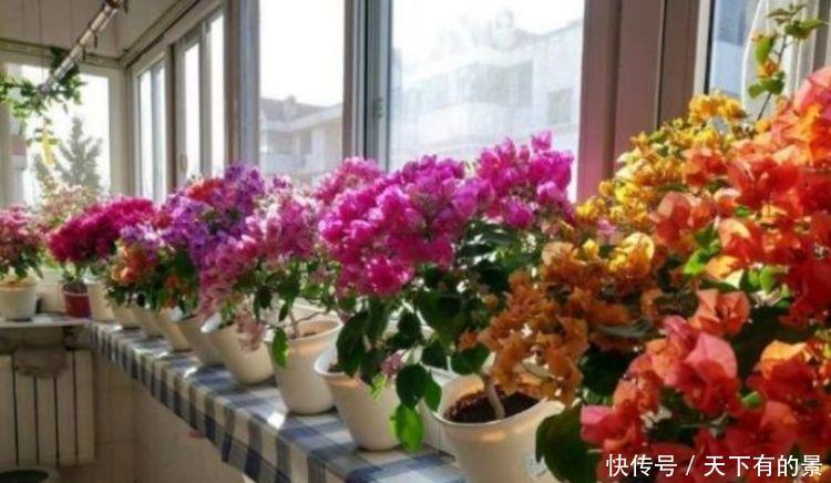 4种花,堪称“开花机器”,花香四溢,开花旺,有种初恋的感觉!