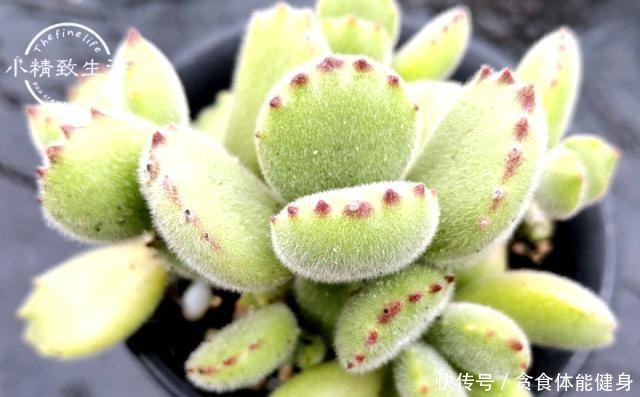 控养多肉有前提,3要4不要不能反,错了变瘦,对了肥美!