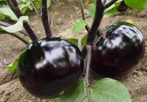 吸烟|茄子是“肺结节”的“发物”吗?“肺结节”患者,需多注意这2点