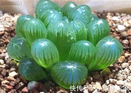 这“4种”多肉,好养又好看,度夏无压力,越养越胖越漂亮