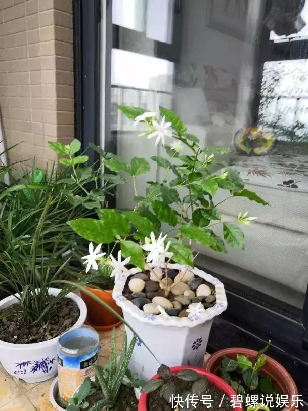 2种花“病菌”不喜欢,养1盆身体好,开花后满屋清香!