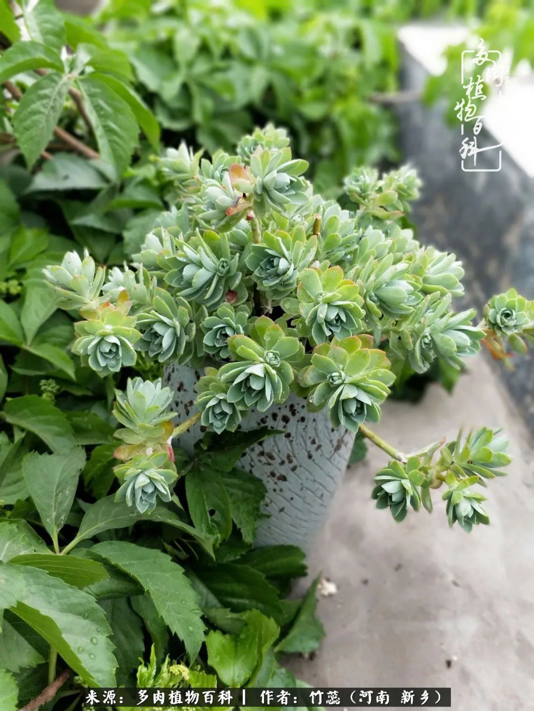 养多肉三周年有感养这么多多肉到底有啥用!