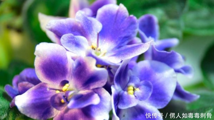 4种花比牡丹还漂亮,比绿萝还好养,年年花开不断,特适合养家里