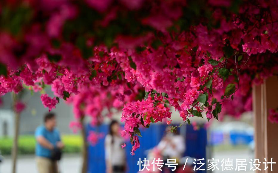 植物|此种植物是出了名的晒不死，夏天热浪对它们来说无非是挠痒痒