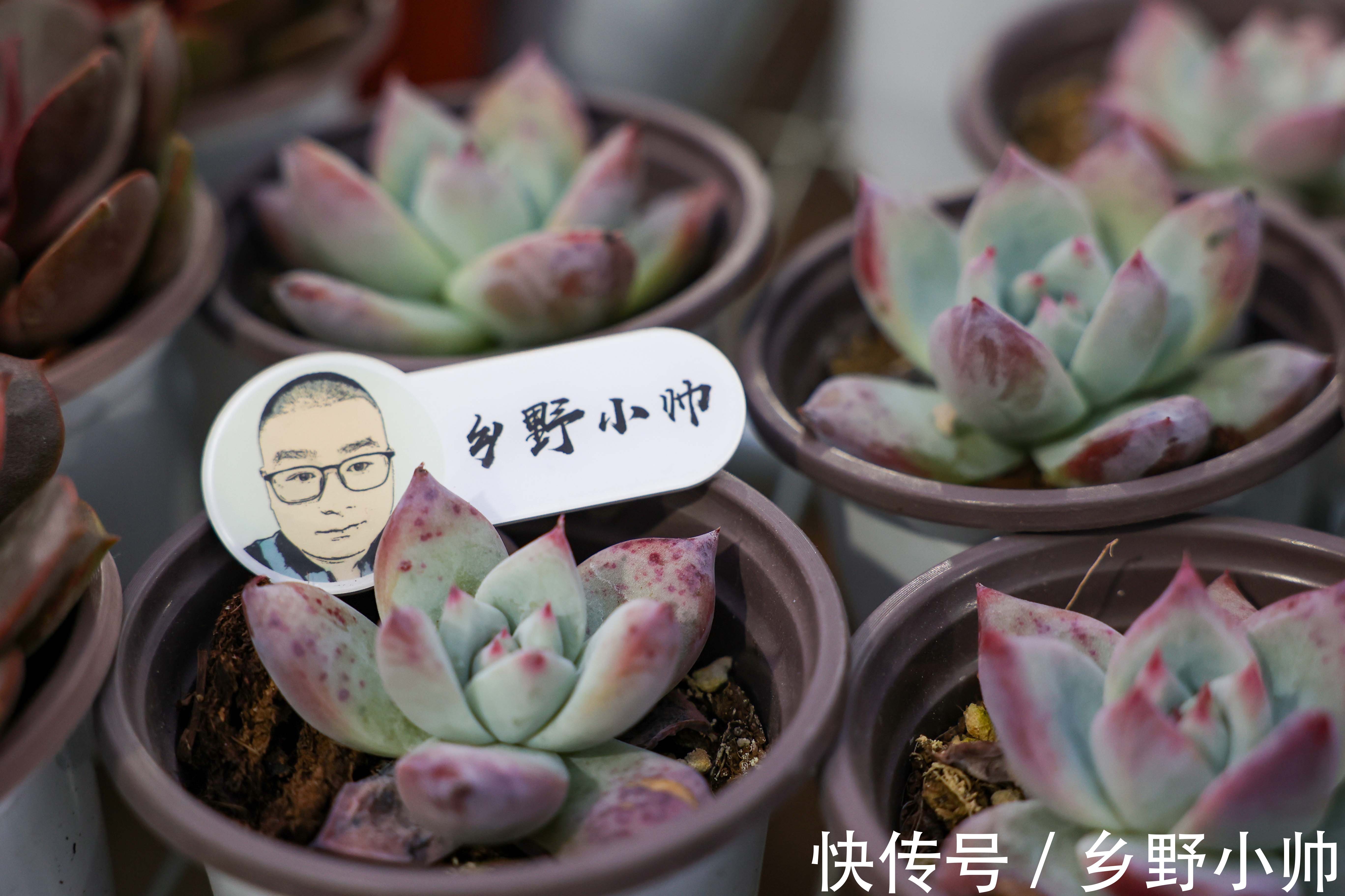 秋季不断更，小帅介绍两款高颜值多肉，惊喜多多