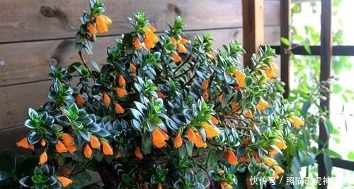 净化空气|忘了绿萝吧,试试这3种吊兰,好养又好看,镶着金边银边,美哉!