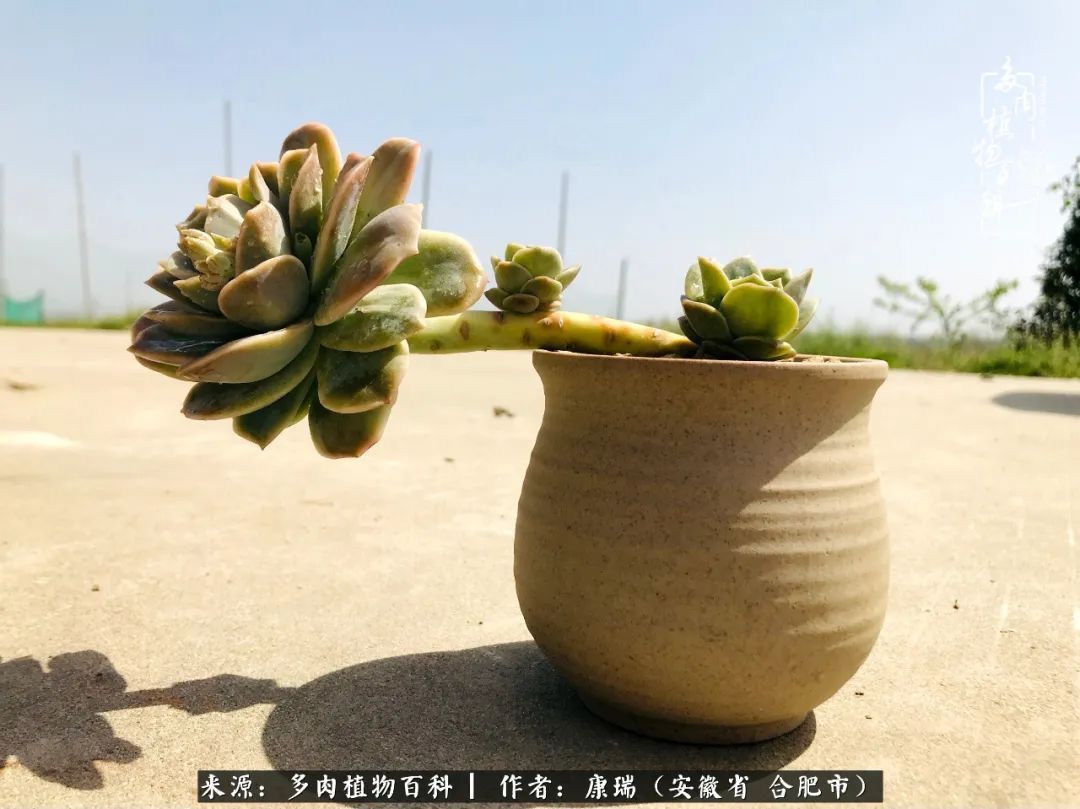 养肉之路，道阻且长，累的是身体，净的是心灵！