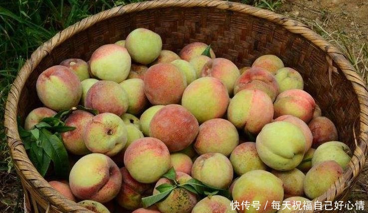 买错|若桃子身上没有这条线,8成是打了激素的,以后最好别再买错了